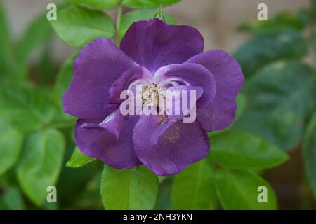 Fleur d'été unique de rose floribunda rosa Rhapsody en bleu, dans le jardin britannique en septembre Banque D'Images