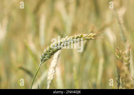 Gros plan sur les oreilles de seigle croissant sur le champ cultivé Banque D'Images