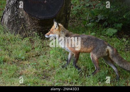 Un renard roux urbain prêt à chasser. Banque D'Images