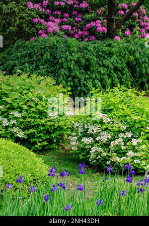 Des bandes de couleur de Rhododendron, arbustes et Ilees créent ce snigit de l'été, Chicago Botanical Garden, Cook County, Illinois Banque D'Images