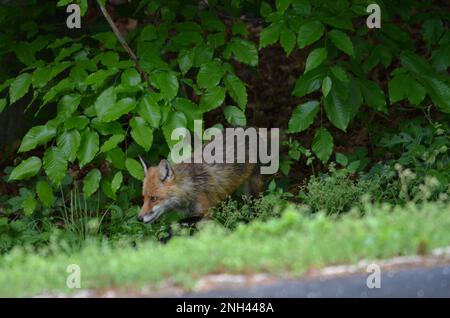 Un renard roux urbain prêt à chasser. Banque D'Images