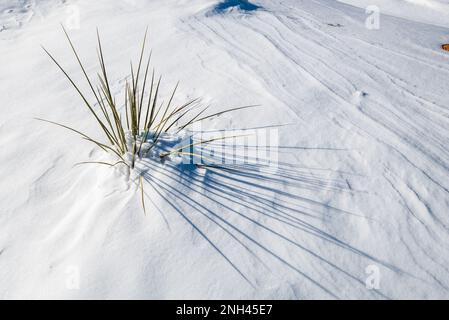 La plante du Yucca du désert projette des ombres dans la neige. Parc national Coral Pink Sand Dunes, Kanab, Utah, États-Unis. Banque D'Images