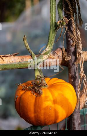 Un Jack be Little mini citrouille (Cucurbita pepo) poussant sur une vigne dans une allotissement à Cambridge, Royaume-Uni Banque D'Images