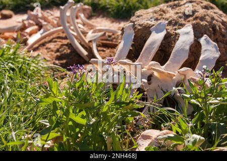 Moutarde pourpre, Chorispora tenella, en fleur par les os d'une vache près de Marlboro point près de Moab, Utah. Banque D'Images