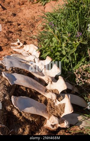 Moutarde pourpre, Chorispora tenella, en fleur par les os d'une vache près de Marlboro point près de Moab, Utah. Banque D'Images