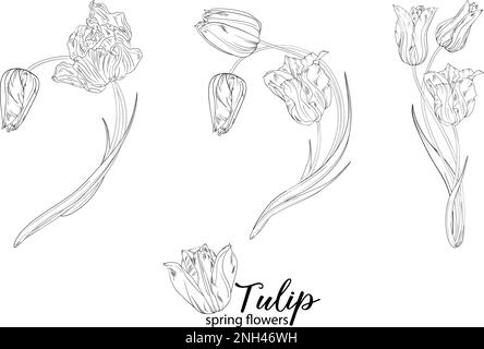 Arrangements floraux graphiques avec fleurs tulipes. Fleurs de printemps. Illustration de Vecteur