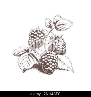 Dessin à la main noir et blanc de framboise, feuille, plante de baie. Illustration vectorielle. Éléments dans le style graphique étiquette, carte, autocollant, menu, emballage. Illustration de Vecteur