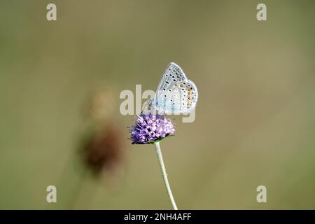 (Polyommatus icarus), Bleu, papillon (Knautia arvensis), pré, le petit Bleu se trouve sur la fleur d'un seul Knautia arvensis Banque D'Images