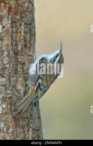 Treecreeper eurasien (Certhia familiaris), assis sur un tronc d'arbre, alimentation, animaux, oiseaux, Siegerland, Rhénanie-du-Nord-Westphalie, Allemagne Banque D'Images