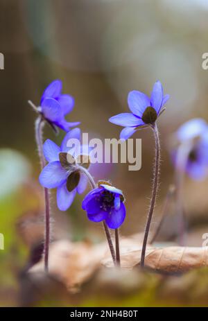 Anemone hepatica (syn. Hepatica nobilis) Banque D'Images