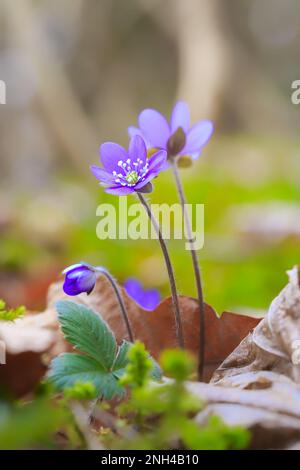 Anemone hepatica (syn. Hepatica nobilis) Banque D'Images