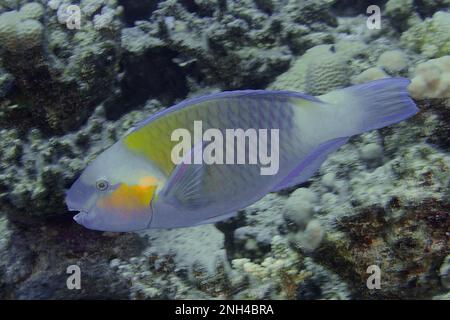 Parrotfish à tête plate (Chlorurus sordidus), site de plongée House Reef, mangrove Bay, El Quesir, Mer Rouge, Égypte Banque D'Images