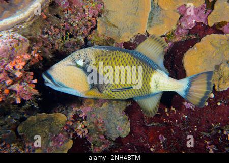 Triggerfish Titan (Balistoides viridescens) dans le récif coloré. Site de plongée Daedalus Reef, Egypte, Mer Rouge Banque D'Images