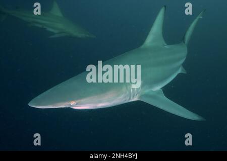 Requin noir (Carcharhinus limbatus), site de plongée de Protea Banks, Margate, KwaZulu Natal, Afrique du Sud Banque D'Images