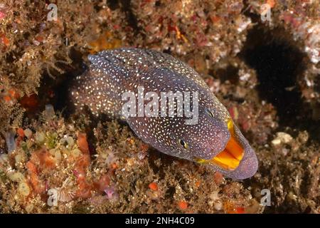 Portrait de moray étoilé (Gymnothorax nudivomer), site de plongée de Aliwal Shoal, Umkomaas, KwaZulu Natal, Afrique du Sud Banque D'Images