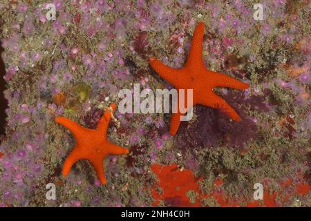 Étoiles de mer rouges (Callopatiria granifera), site de plongée de False Bay, Cap de bonne espérance, le Cap, Afrique du Sud Banque D'Images