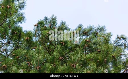 Épinette verte, sapin avec des cônes et des aiguilles contre le ciel bleu. Sapin de Noël conifères Evergreen. Banque D'Images