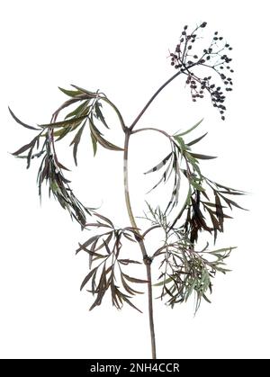Elder (Sambucus nigra) Black Lace, arbuste, baie, jardin, Hoeltinghausen, Basse-Saxe, Allemagne Banque D'Images