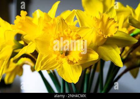 Image détaillée de jonquilles ou de narcisse de couleur jaune vif Banque D'Images
