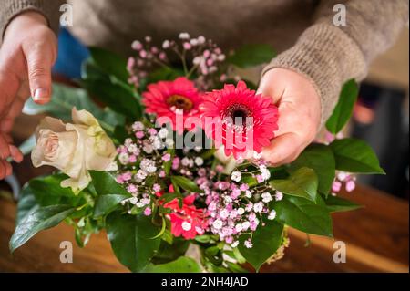 La fleuriste femelle met de belles fleurs de printemps ensemble dans un vase à l'intérieur, pas de visage visible Banque D'Images