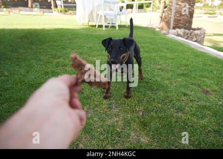 chien en attente de prendre de la nourriture de votre main Banque D'Images