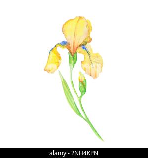 iris jaune, aquarelle peint à la main, bouquet de fleurs avec feuilles Banque D'Images