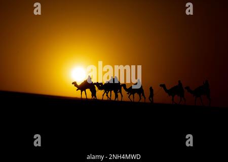 Chameaux arabes dans le désert de Mesaieed 18-02-2023 Qatar Banque D'Images