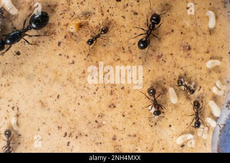 Fourmis queen et ouvrier fourmis couche, fourmis oeufs sur une plate-forme de plâtre d'une ferme de fourmis acrylique. Banque D'Images