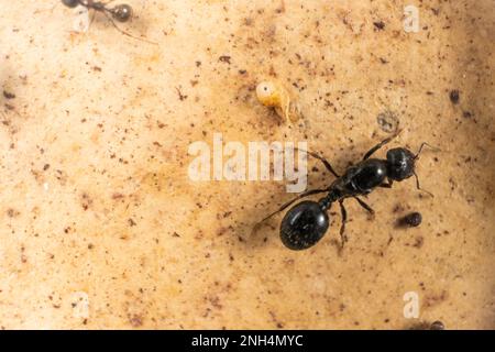 Reine des fourmis et de l'oeuf fourmi, presque formé ant, larve, macro Banque D'Images