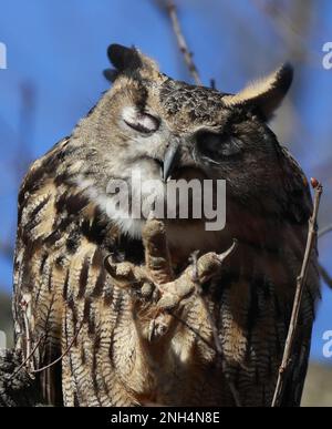 New York, États-Unis. 20th févr. 2023. Flaco, la chouette de l'aigle eurasien qui s'est échappée de son enceinte vandalisée au zoo de Central Park, se trouve sur une branche d'arbres dans la zone nord-ouest de Central Park lundi, 20 février 2023 à New York. À ce jour, le Central Park Zoo a mis fin aux efforts de capture de Flaco. Photo de John Angelillo/UPI crédit: UPI/Alay Live News Banque D'Images