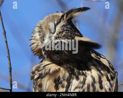 New York, États-Unis. 20th févr. 2023. Flaco, la chouette de l'aigle eurasien qui s'est échappée de son enceinte vandalisée au zoo de Central Park, est assise sur une branche d'arbres dans la zone nord-ouest de Central Park lundi, 20 février 2023 dans la ville de New York. À ce jour, le Central Park Zoo a mis fin aux efforts de capture de Flaco. Photo de John Angelillo/UPI crédit: UPI/Alay Live News Banque D'Images