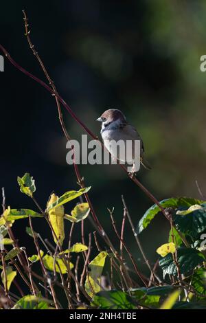 Bruant des arbres (Passer Montanus) perché sur le Honeysuckle (Ionicera Periclymenum) au soleil pendant l'automne Banque D'Images