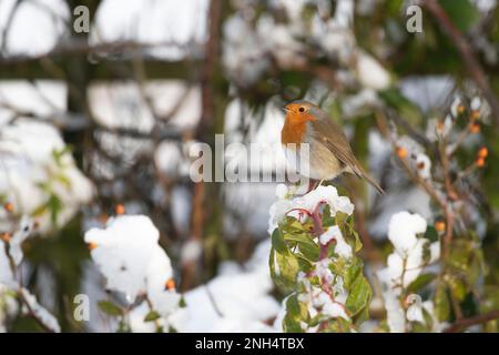 Un Robin (erithacus Rubecula) perché sur une branche enneigée d'une Rose en hiver Banque D'Images