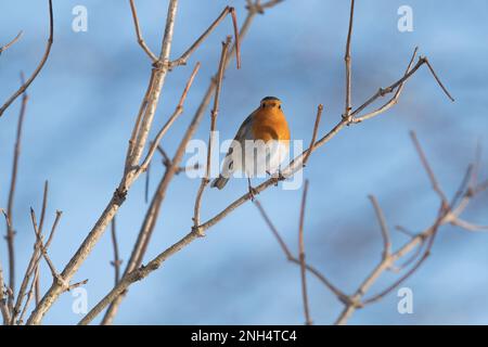 Un Robin (erithacus Rubecula) en hiver Sunshine perchée dans un petit arbre d'aînée (Sambucus Nigra) Banque D'Images