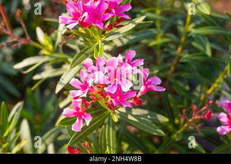 Fleurs rose vif d'Oleander communes sur les buissons verts. Fleurs dans le jardin. Banque D'Images