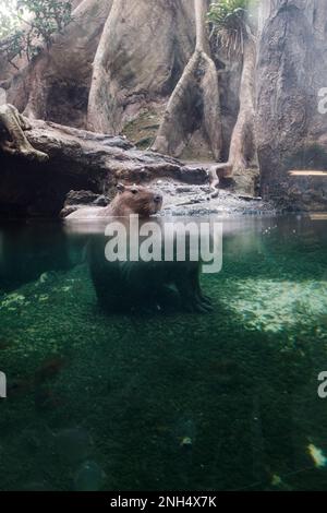 Effet de réfraction de l'eau sur un adorable rongeur Capybara assis sur le rivage d'une forêt inondée Banque D'Images