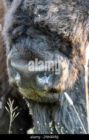 nez de bison en gros plan Banque D'Images