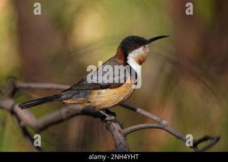 Spinebil oriental - Acanthorhynchus tenuirostris honeyeater trouvé dans le sud-est de l'Australie dans la forêt et les bois et les jardins dans les zones urbaines de canbe Banque D'Images