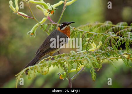 WESTERN Spinebill - Acanthorhynchus superciliosus honeyeater trouvé dans le sud-ouest de l'Australie, tête noire, dos gris et ailes, bec long incurvé, oiseau Banque D'Images