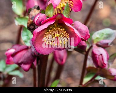 Rose février fleur de l'hiver hellebore dur, Helleborus x hybridus 'Penny's Pink' Banque D'Images