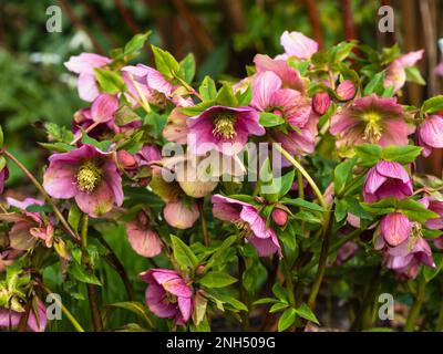 Rose février fleurs de l'hiver hellebore robuste, Helleborus x hybridus 'Harvington Pink' Banque D'Images