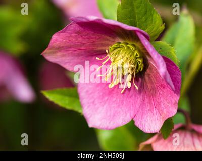 Rose février fleur de l'hiver hellebore robuste, Helleborus x hybridus 'Harvington Pink' Banque D'Images