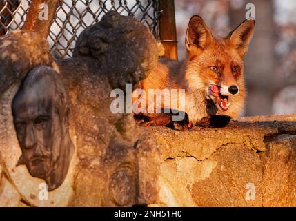 Berlin, Allemagne. 03rd janvier 2023. 03.01.2023, Berlin. Un renard (Vulpes vulpes) est assis sur un mur de cimetière à côté d'une pierre tombale et des bassiers à la lumière du soleil d'hiver bas, en collant sa langue et léchant ses lèvres. La capitale allemande abrite de nombreux renards, qui y trouvent une grande variété de nourriture. Ils sont souvent aussi actifs au cours de la journée que la nuit et diffèrent de leurs parents à la campagne en termes de comportement et d'habitudes, même génétiquement. Crédit: Wolfram Steinberg/dpa crédit: Wolfram Steinberg/dpa/Alay Live News Banque D'Images