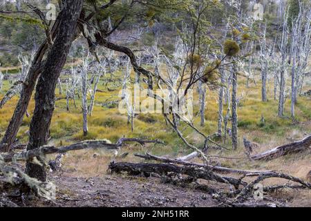 RESERVA PROVINCIAL LAGUNA NEGRA au lac Fagnano près de Tolhuin, Argentine, Tierra del Fuego, Amérique du Sud Banque D'Images