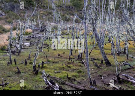 RESERVA PROVINCIAL LAGUNA NEGRA au lac Fagnano près de Tolhuin, Argentine, Tierra del Fuego, Amérique du Sud Banque D'Images