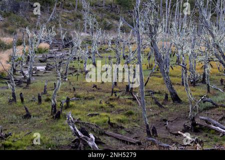 RESERVA PROVINCIAL LAGUNA NEGRA au lac Fagnano près de Tolhuin, Argentine, Tierra del Fuego, Amérique du Sud Banque D'Images