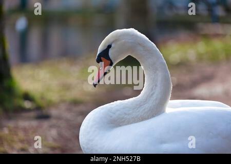 Gros plan sur une tête de cygne muette. Banque D'Images