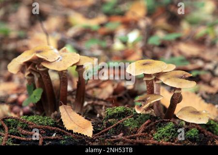 Gros plan sur un tas d'Armillaria mellea dans les bois. Banque D'Images