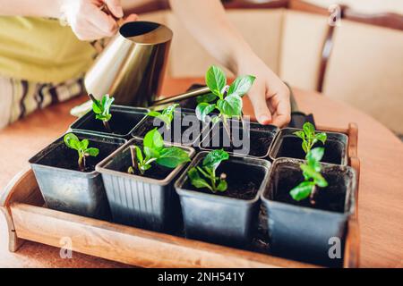 Arrosage des hortensias de bigLEAF transplantés boutures dans des pots avec arrosoir. La culture de nouvelles plantes à la maison Banque D'Images