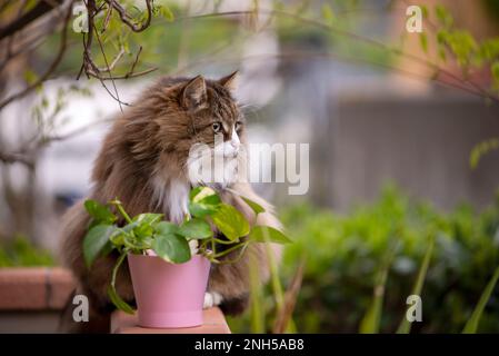 chat moelleux assis sur sa terrasse près d'une plante dans un vase rose Banque D'Images